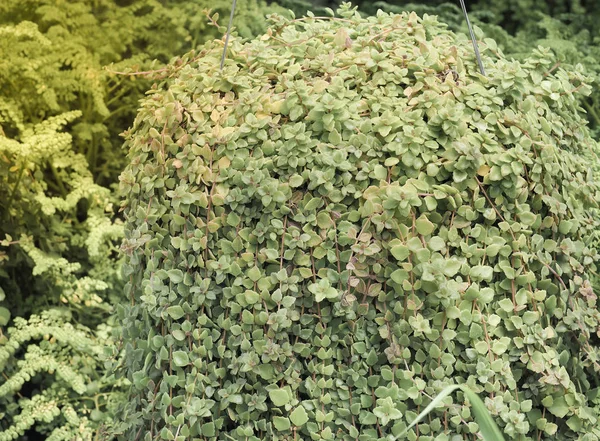 Green plant in pots — Stock Photo, Image