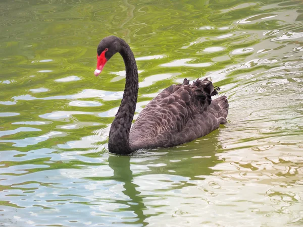 Mooie zwarte zwaan — Stockfoto