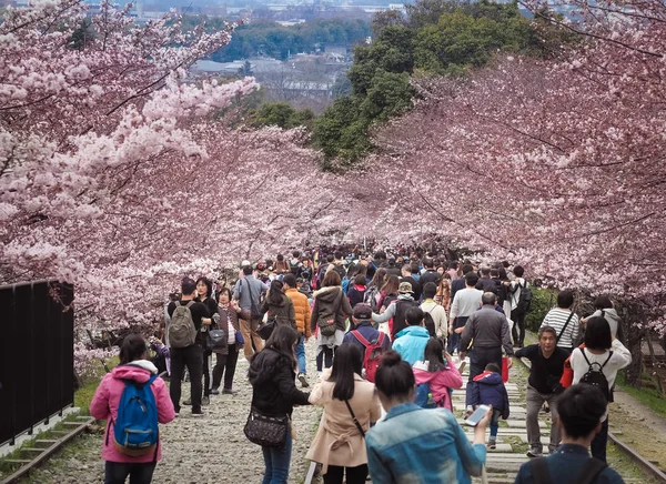 Pessoas caminhando ao longo das trilhas de uma ferrovia desutilizada sob belas árvores de flor de cerejeira . — Fotografia de Stock