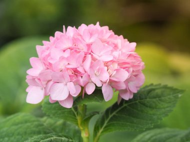 Pembe Hydrengeas çiçekler 