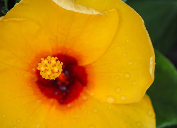 雄しべ、心皮の黄色のハイビスカスの花 — ストック写真