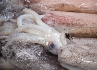 Deniz ürünleri pazarında taze kalamar