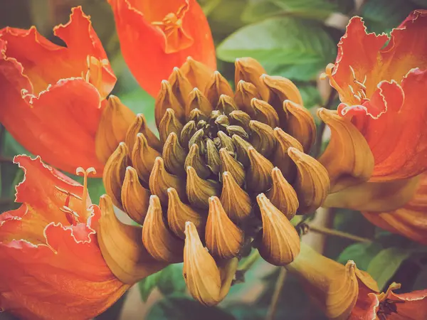 Bela flor de laranja (butea monosperma ) — Fotografia de Stock