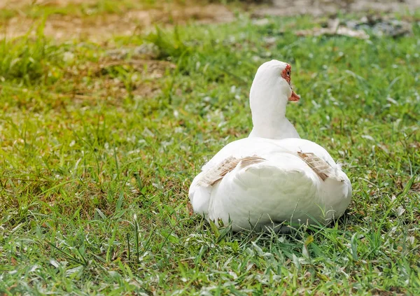 Bílá, kachna odpočívá ve farmě — Stock fotografie