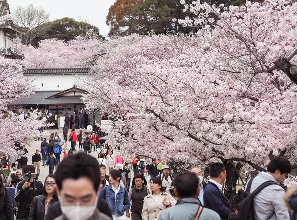 On the day of cherry blossoms in full bloom at Himeji-Jo Castle — Stock Photo, Image