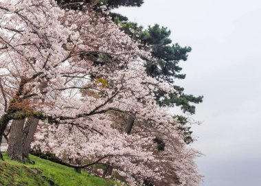 Kiraz çiçekleri parkta Uji şehir, Kyoto, Japonya