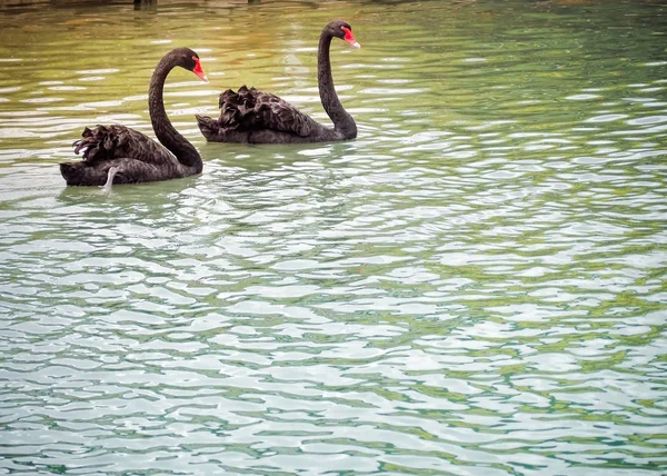 Dos hermosos cisnes negros flotan en el estanque — Foto de Stock