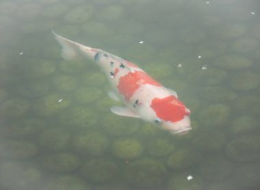 Güzel koi balık Gölet bahçe. Resim resim gibi yumuşak odak.