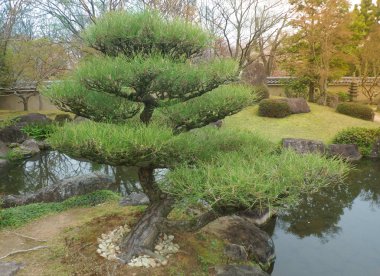 Bir Japon tarzı Bahçe güzel bonsai ağaçlar. Kyoto Japonya