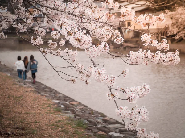 Vackra Sakura Blommar Början Säsongen Nara Japan — Stockfoto