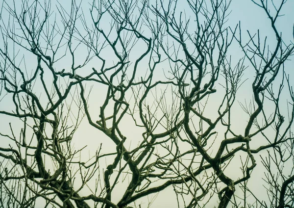 Image Abstraite Silhouette Branches Sans Feuilles Arbre Contre Ciel — Photo