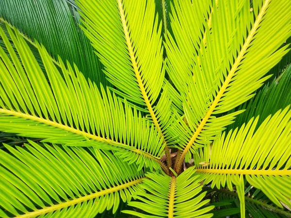 Green tropical foliage background and textured