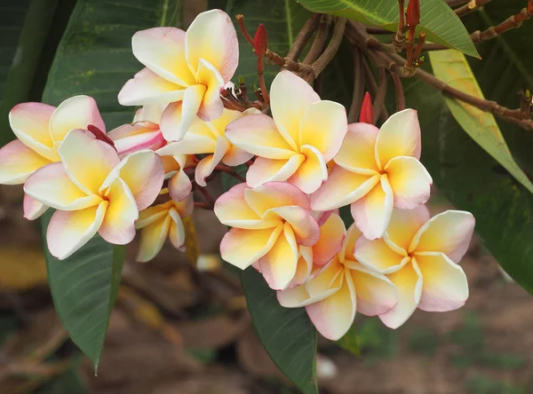 Flor Tropical Frangipani Flor Plumeria Florescendo Árvore — Fotografia de Stock