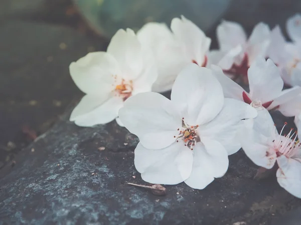 Belles Fleurs Blanches Sakura Sur Pierre Focus Sélectif — Photo