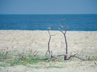 Tropikal plaj yaz tatil arka planda. Metin veya ürün yerleştirme ile alan.