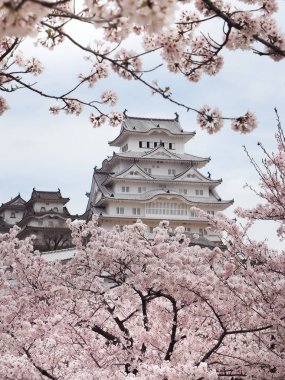 Himeji Castle or Himiji castle during the Sakura bloom season, Japan clipart