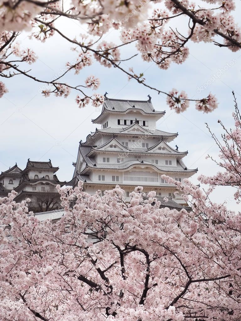 Himeji Castle or Himiji castle during the Sakura bloom season, Japan