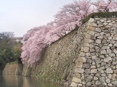 Taş Himeji kale eski yapısı güzel kiraz çiçeği ağaçları ile duvar. Himeji, Kansai, Japonya