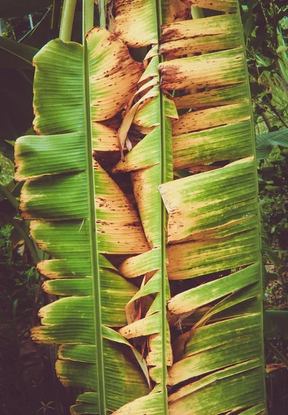 Les Couleurs Des Feuilles Banane Sont Jaune Flétri Sur Arbre — Photo