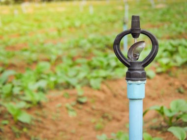 Sebze Bahçe tarlaları yere sprinkler. Metin için yer alan.