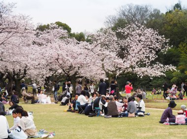 Korakuen Bahçe, Okayama, Japonya - 8 Nisan 2017: Kiraz tadını Japonca park Festivali çiçekleri. Hanami konuksever bahar Japon geleneğidir.