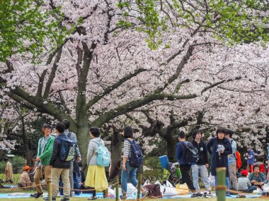 Korakuen Bahçe, Okayama, Japonya - 8 Nisan 2017: Kiraz tadını Japonca park Festivali çiçekleri. Hanami konuksever bahar Japon geleneğidir.