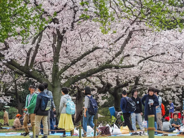 Korakuen Garden Okayama Japan April 2017 Japanese Enjoying Cherry Blossoms — Stock Photo, Image