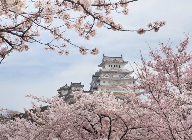 Himeji Kalesi Sakura çiçek mevsiminde, Japonya