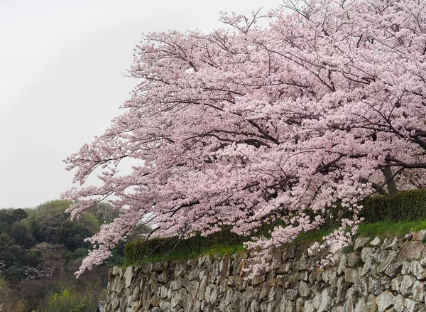 Vacker Körsbärsblom Träd Stenmur Himeji Kansai Japan — Stockfoto