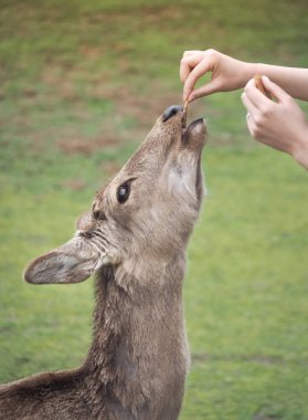 Sika geyiği, geleneksel Japon kraker yerken Senbei pirinç, inanç Tanrı'nın geyik evcil hayvan olarak yaptı. Geyik senbei yersen, insanlar iyi şanslar olacak.