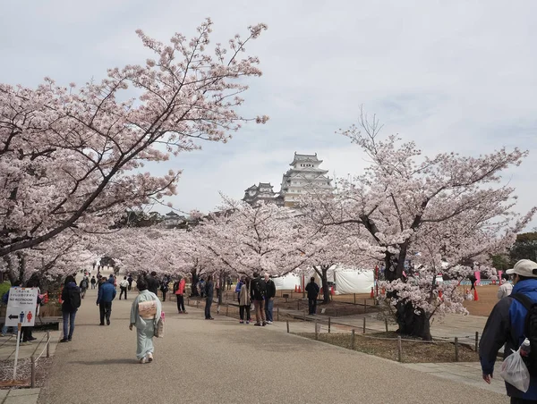 Himeji Japan April 2017 Day Cherry Blossoms Full Bloom Himeji — Stock Photo, Image