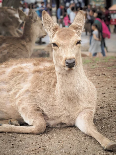 Cute Jelen Parku Nara Nara City Japonsko — Stock fotografie