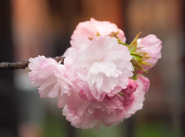 Linda Sakura Plena Floração Com Gotas Chuva Temporada Osaka Japão — Fotografia de Stock