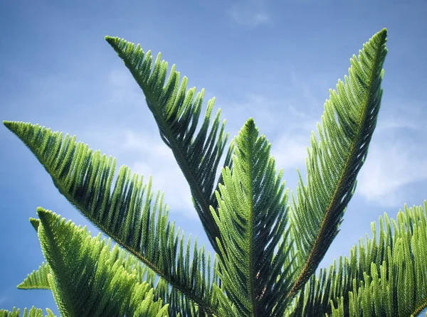 Topo Ramo Abeto Verde Contra Céu Azul — Fotografia de Stock