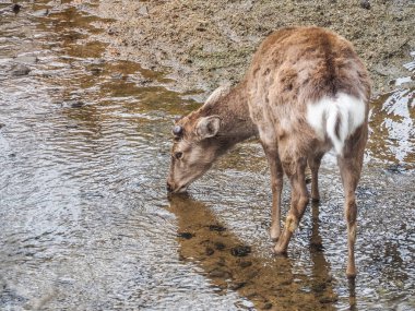 Sevimli geyik içme suyu dere, Nara Parkı içinde. Nara City, Japonya
