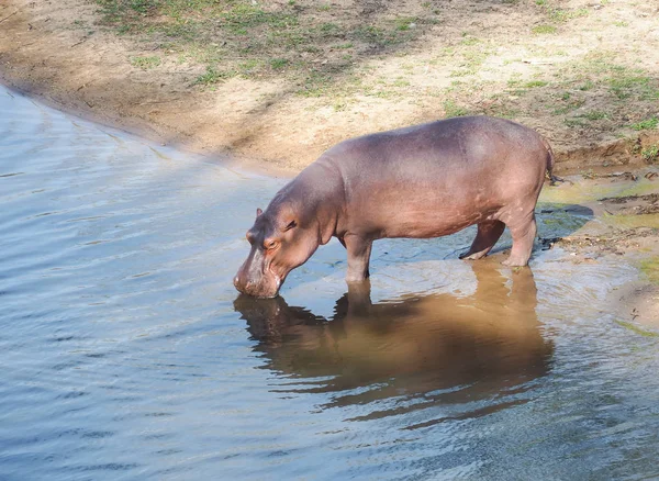 Африканский Бегемот Hippopotamus Amphibius Открытом Зоопарке Таиланд — стоковое фото