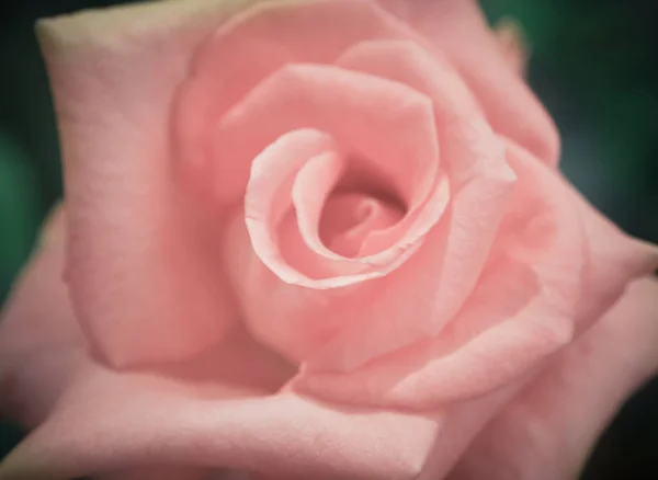 Beautiful pink rose in soft light, Selective focus and close up (rose, love, valentine)