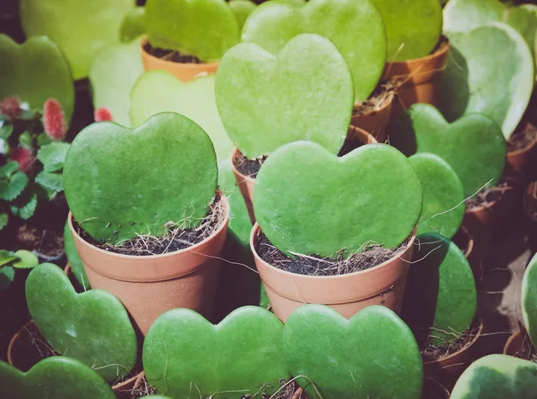 Kerrii Hoya Pianta Forma Cuore Vaso Questo Albero Tema San — Foto Stock