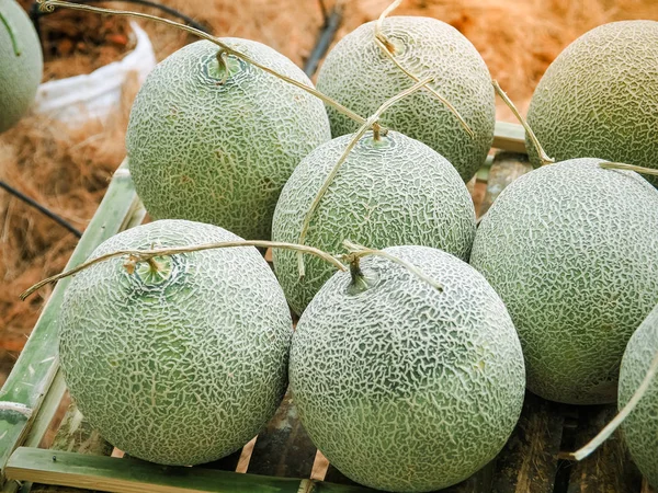 Green melons or Japaneses cantaloupe melons for sell in the farm.