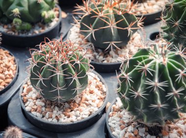 Güzel etli kaktüs, yakın yukarı ve seçici odak