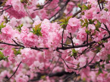 Güzel pembe Sakura kadar Japonya, seçici odak ve yakın çiçekler