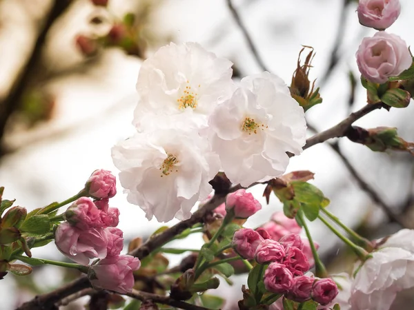 Flores Brancas Bonitas Sakura Japão Foco Seletivo Close — Fotografia de Stock