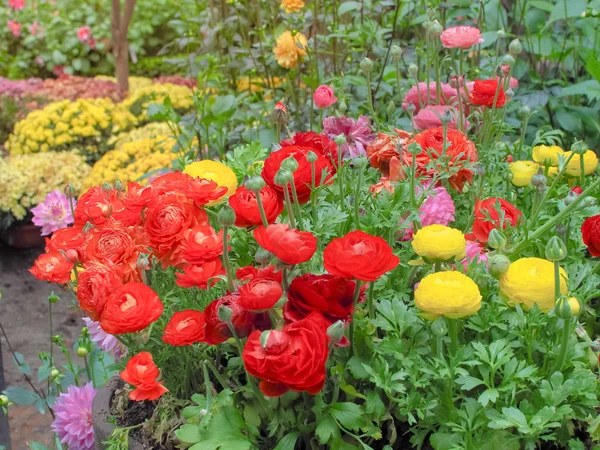 Färgglada Ranunculus Asiaticus Och Rose Rosenträdgården — Stockfoto