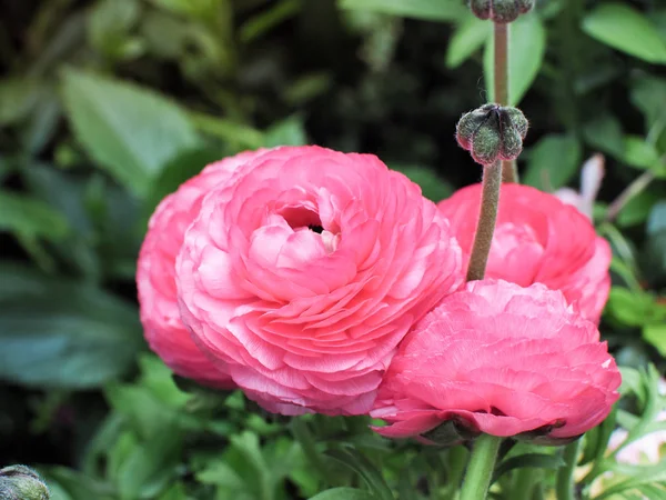 Ranunculus Asiaticus Rosa Rosenträdgården Selektiv Fokusera Och Närbild — Stockfoto