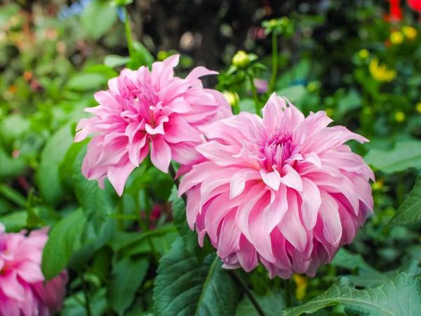 Vacker Rosa Dahlia Blomma Trädgården Kinesiska Blomma — Stockfoto