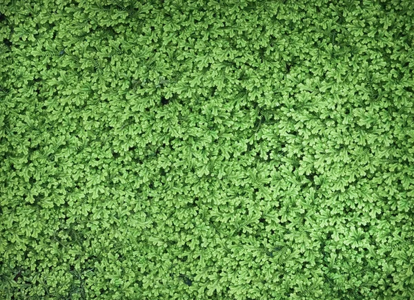 Groene Kleine Bladeren Getextureerde Achtergrond — Stockfoto