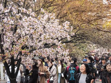 Osaka, Japonya. 11 Nisan, 2017: Open day kiraz çiçekleri Festivali. Osaka nane Bereau bir yağmurlu günde, Cherry Blossom Festivali (Hanami). Osaka nane Bereau kiraz çiçekleri Osaka'da görüntülemek için popüler bir yerdir.