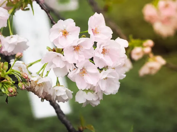 Vackra Rosa Sakura Fullt Blommande Säsongen Osaka Japan — Stockfoto