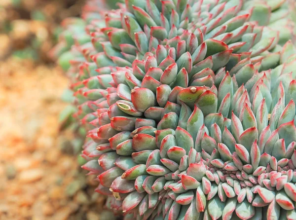 Kolorowe Odmiany Crassulaceae Lub Echeveria Wzrostu Się Domu Trawy Kaktus — Zdjęcie stockowe