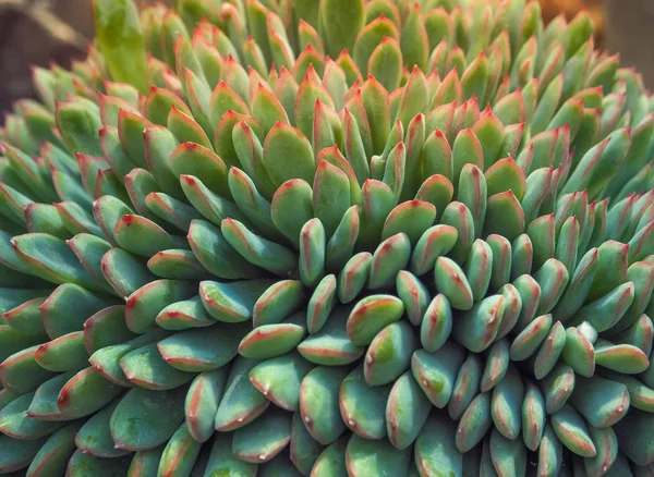 Színes Skáláját Crassulaceae Vagy Echeveria Növekedése Ház Kaktusz Nedvdús Növény — Stock Fotó